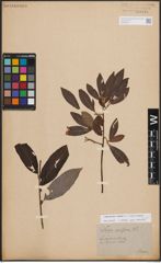 Foto von Salix discolor Muhl. x Salix humilis Marshall